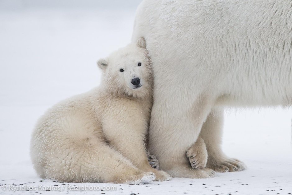 Песец и белый медведь