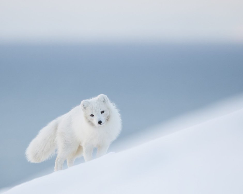 Песец Антарктики