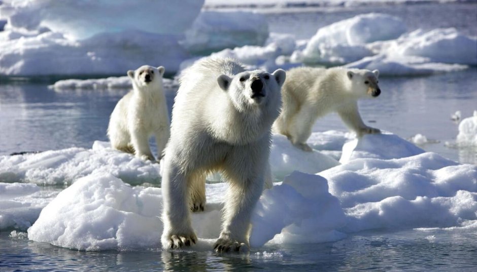 Арктика – Антарктика белый медведь