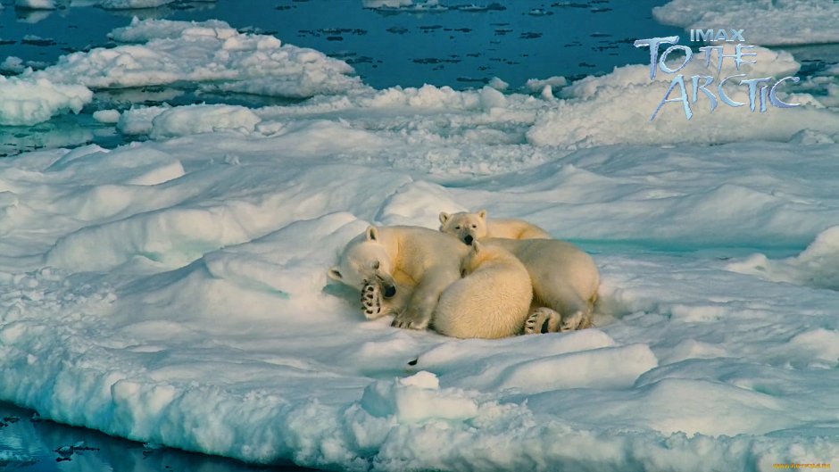 Медвежонок на льдине