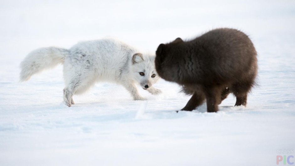 Волк лиса песец
