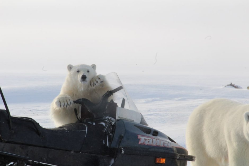 Медвежий патруль WWF