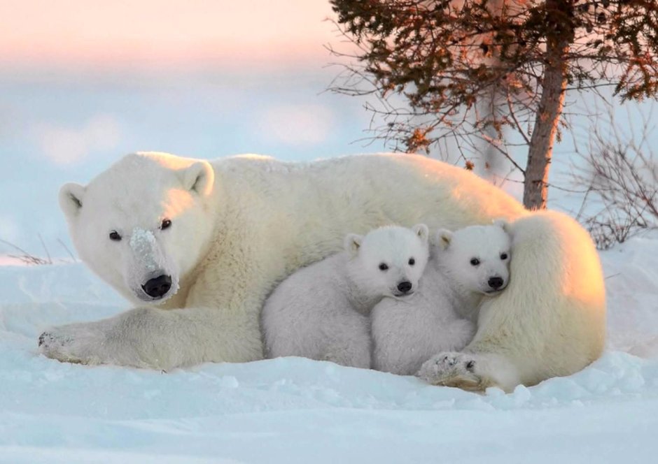 Международный день полярного медведя