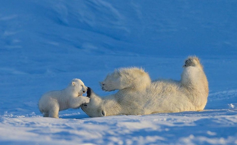 Белый медведь (Карско-Баренцевоморская популяция)