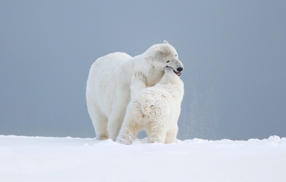 Белый медведь