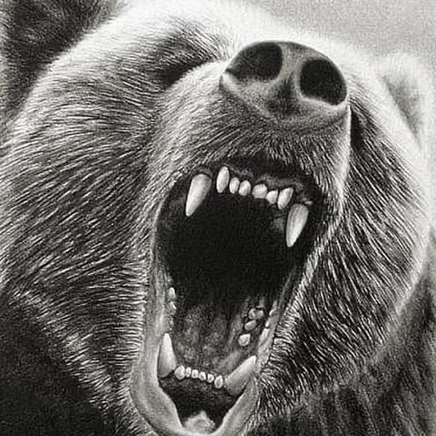 Оскал медведя