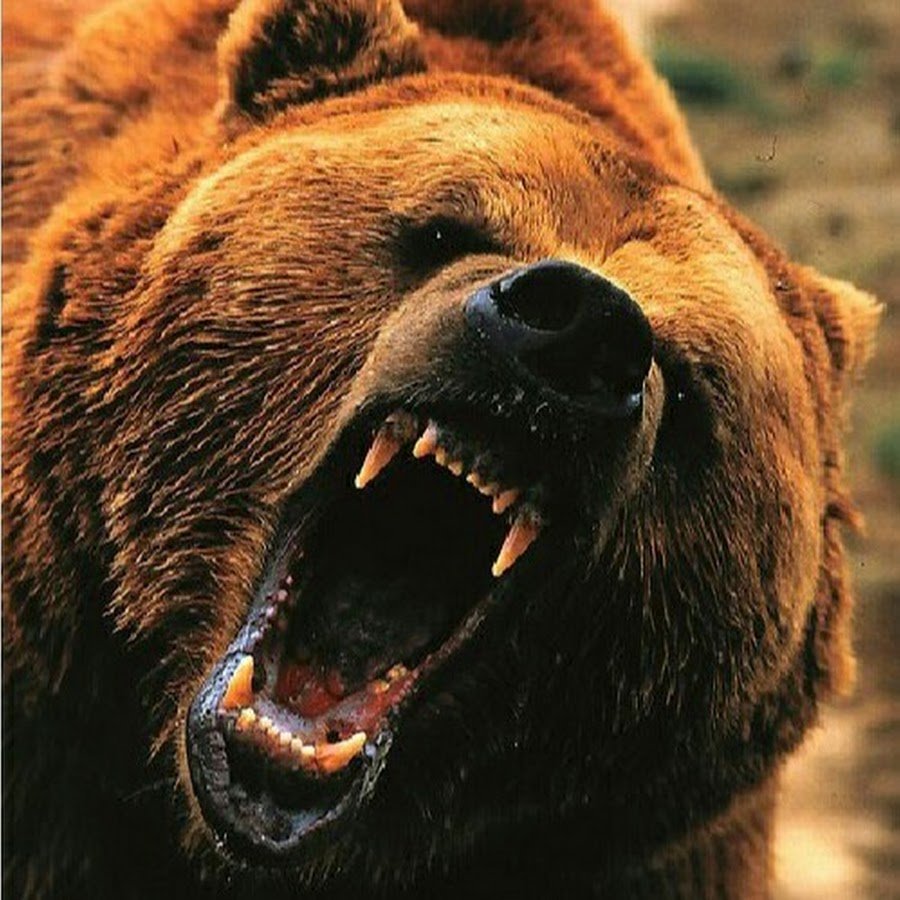 Медведь Гризли злой