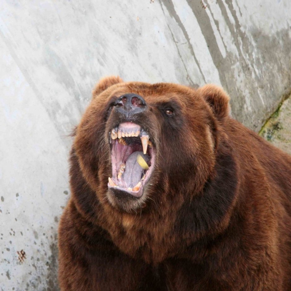 Гризли шатун