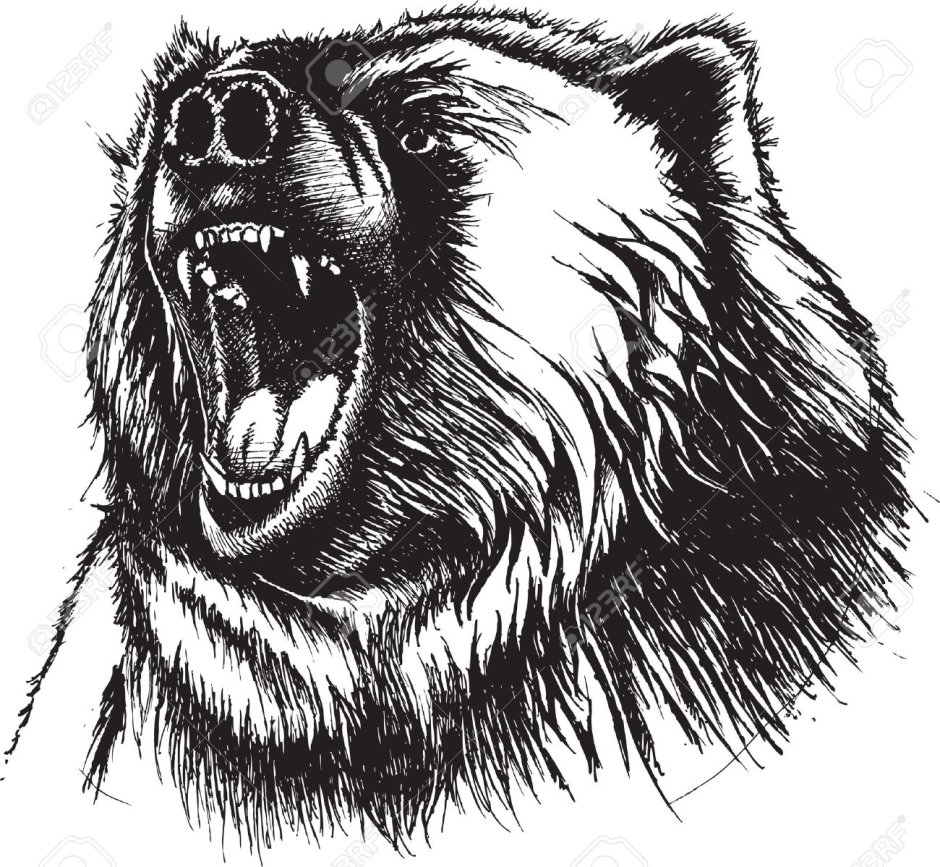 Оскал медведя черно белый