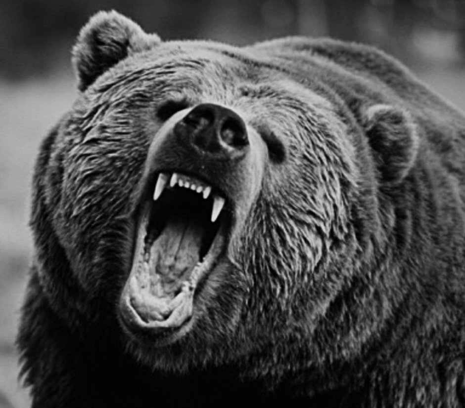 Медведь рычит