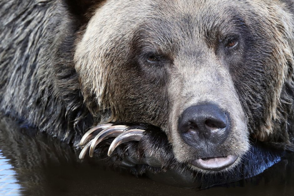 Медведь Гризли строение