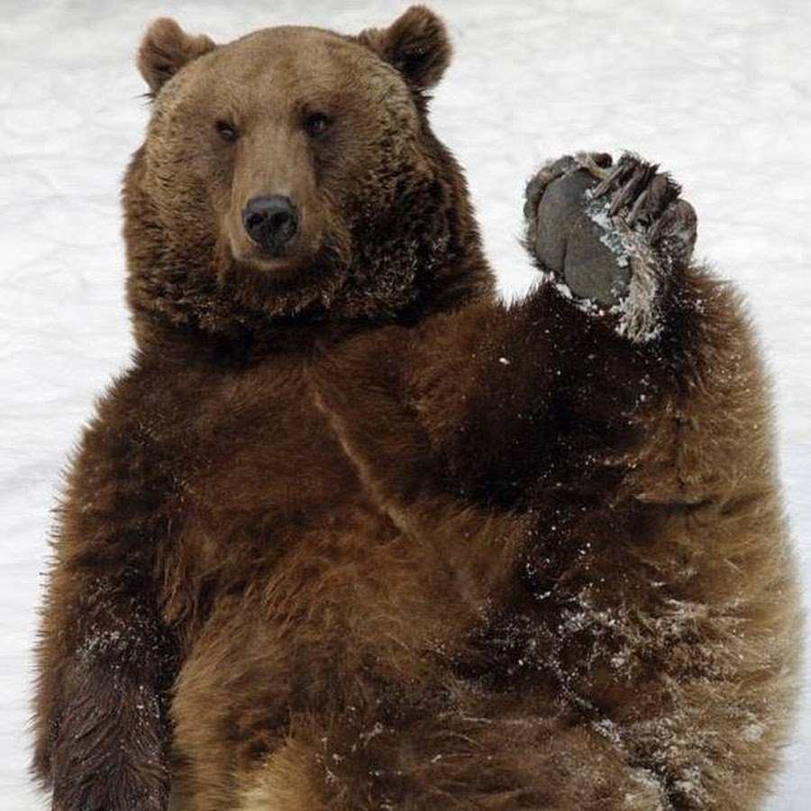 Пухлый медведь