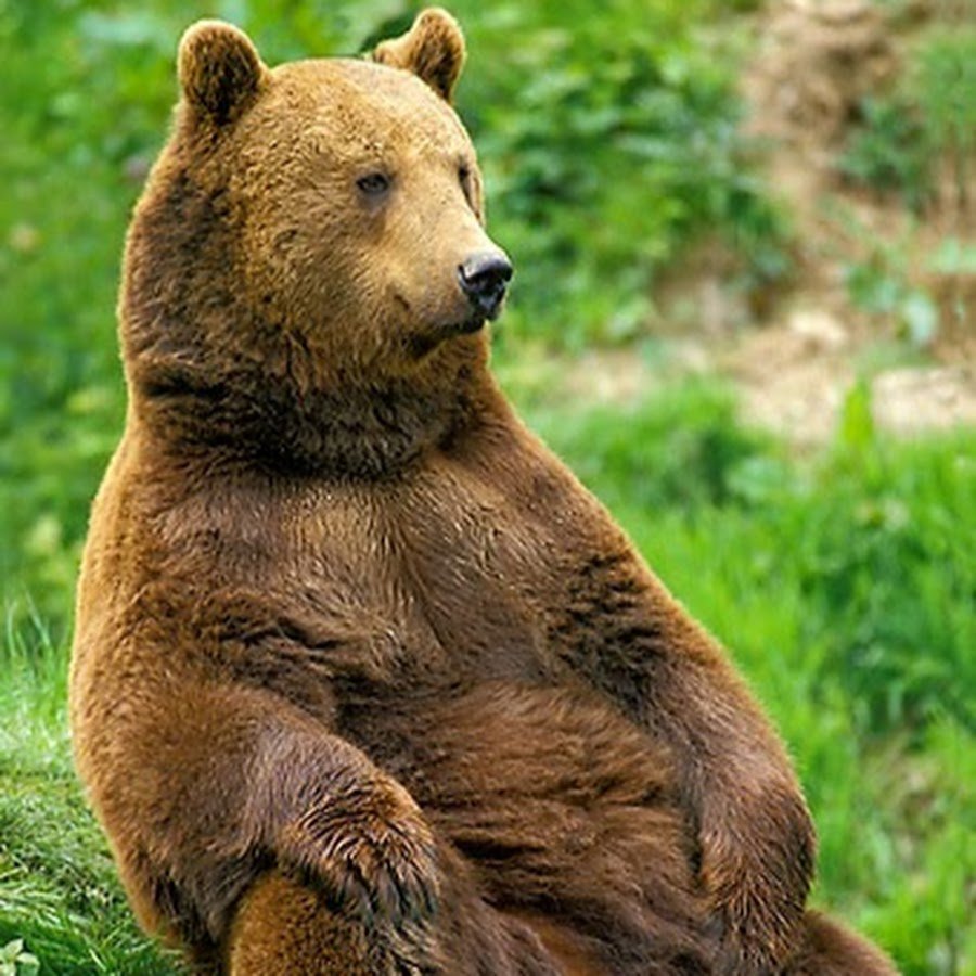 Медведь машет лапой