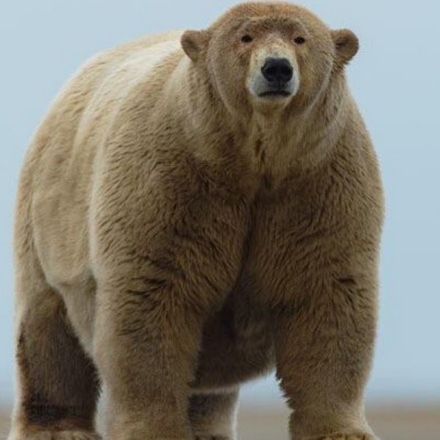 Очень толстый медведь