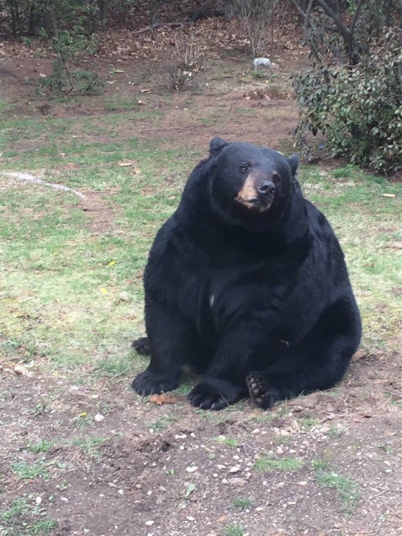 Джим Ковальчик и 22-летний медведь Джимбо