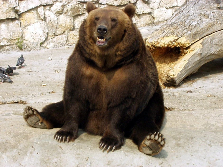 Медведь арт