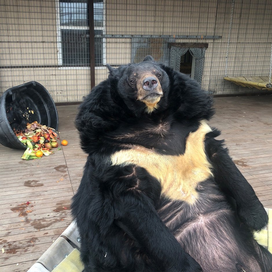 Дом медведя