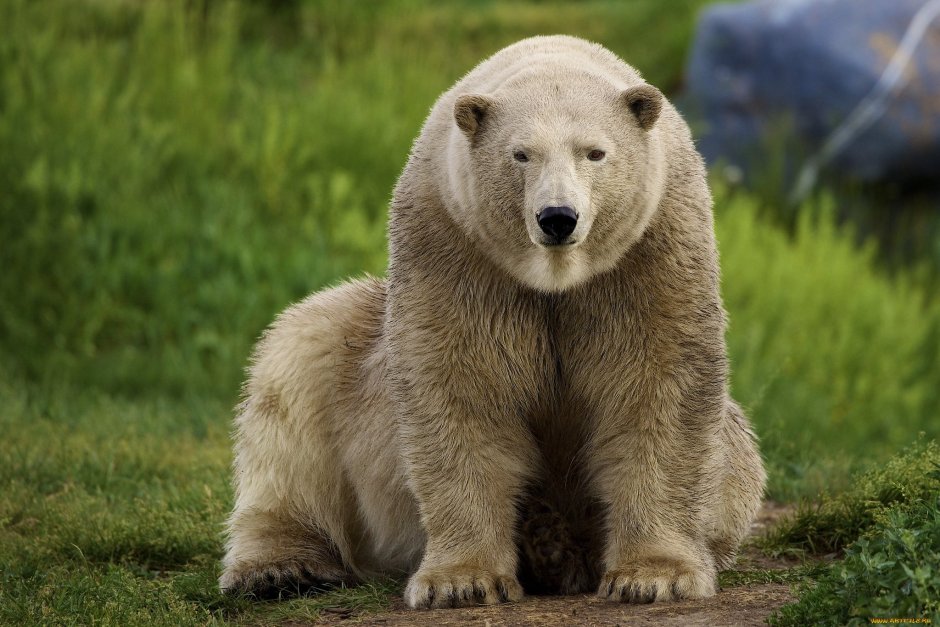 Толстый медведь