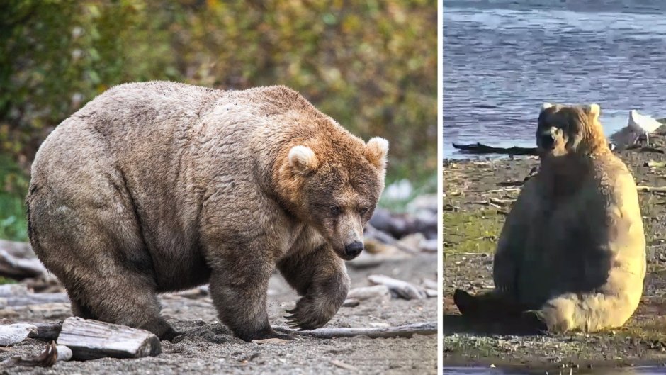 Самый толстый медведь Аляски