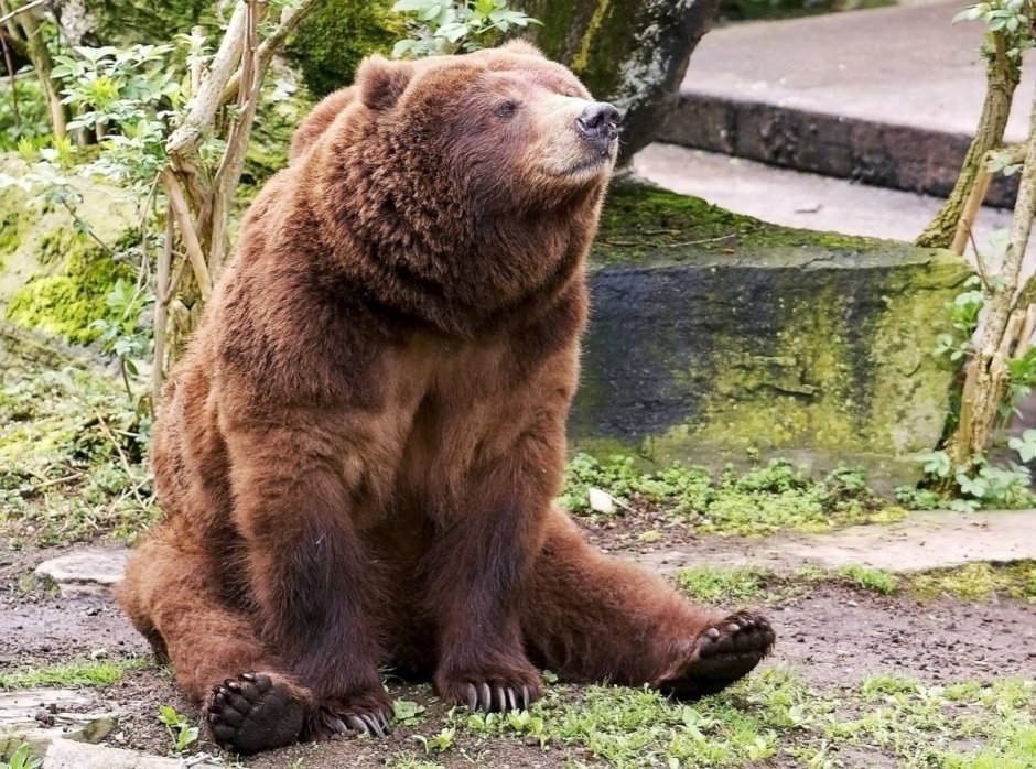 Кавказский бурый медведь