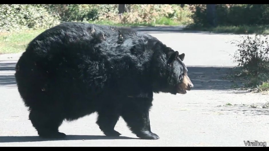 Гималайский медведь толстый