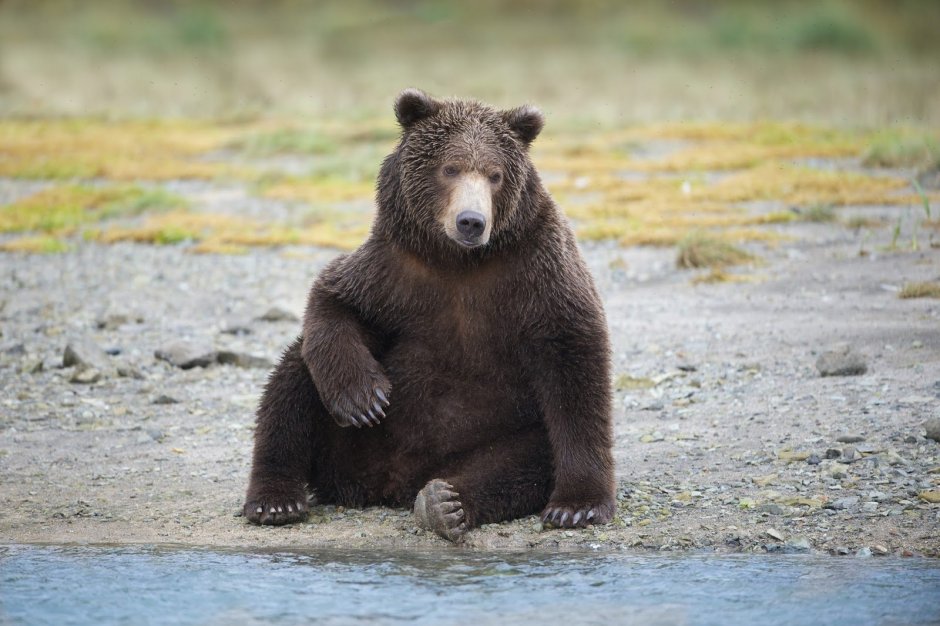 Медведь арт