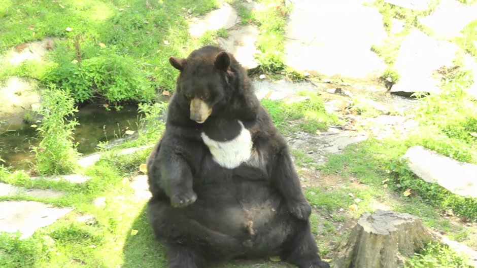 Злой жирный медведь