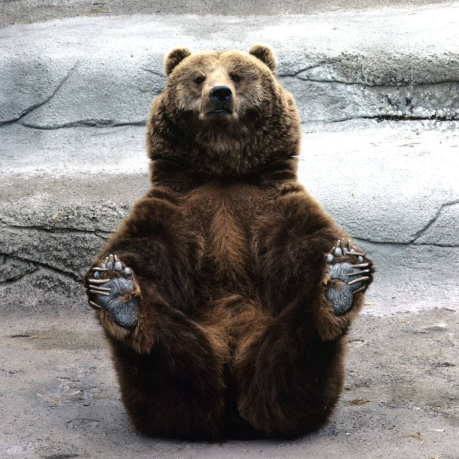 Медведь сидит