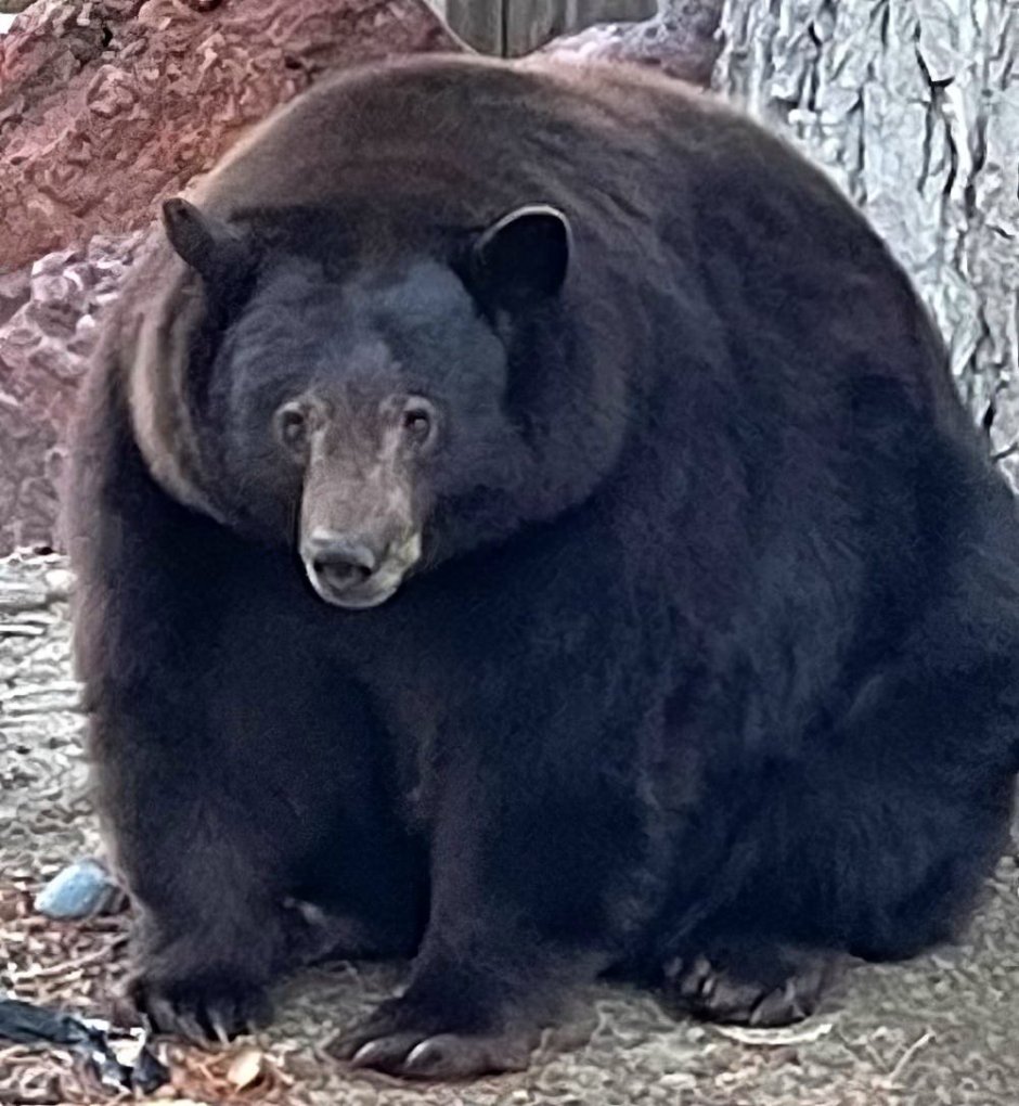 Толстяк Альберт медведь