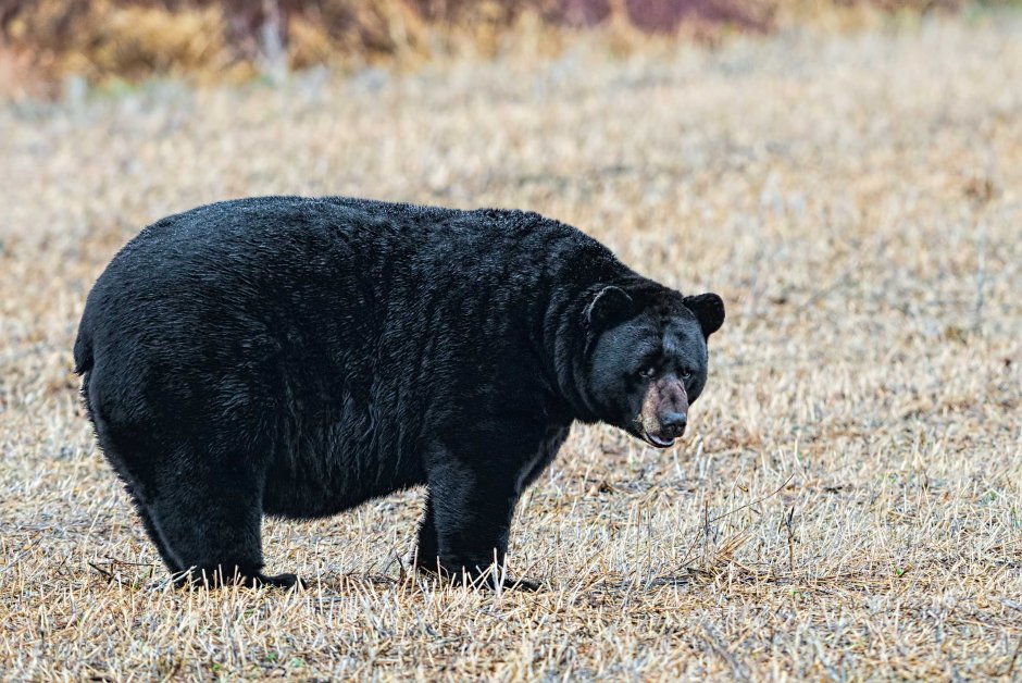 Михал Потапыч