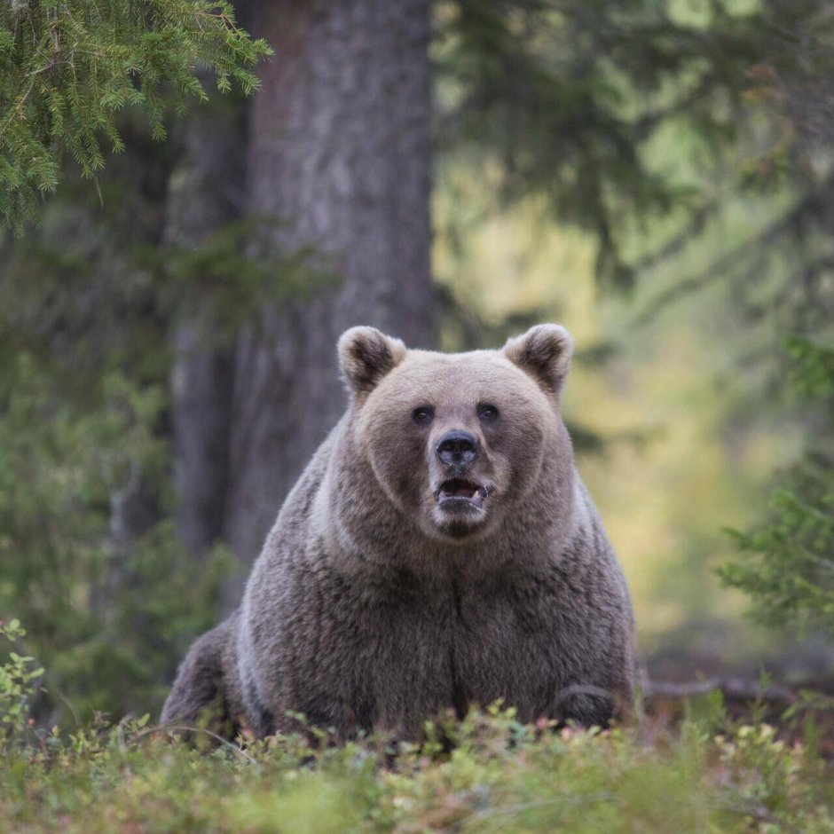 Сидячий медведь