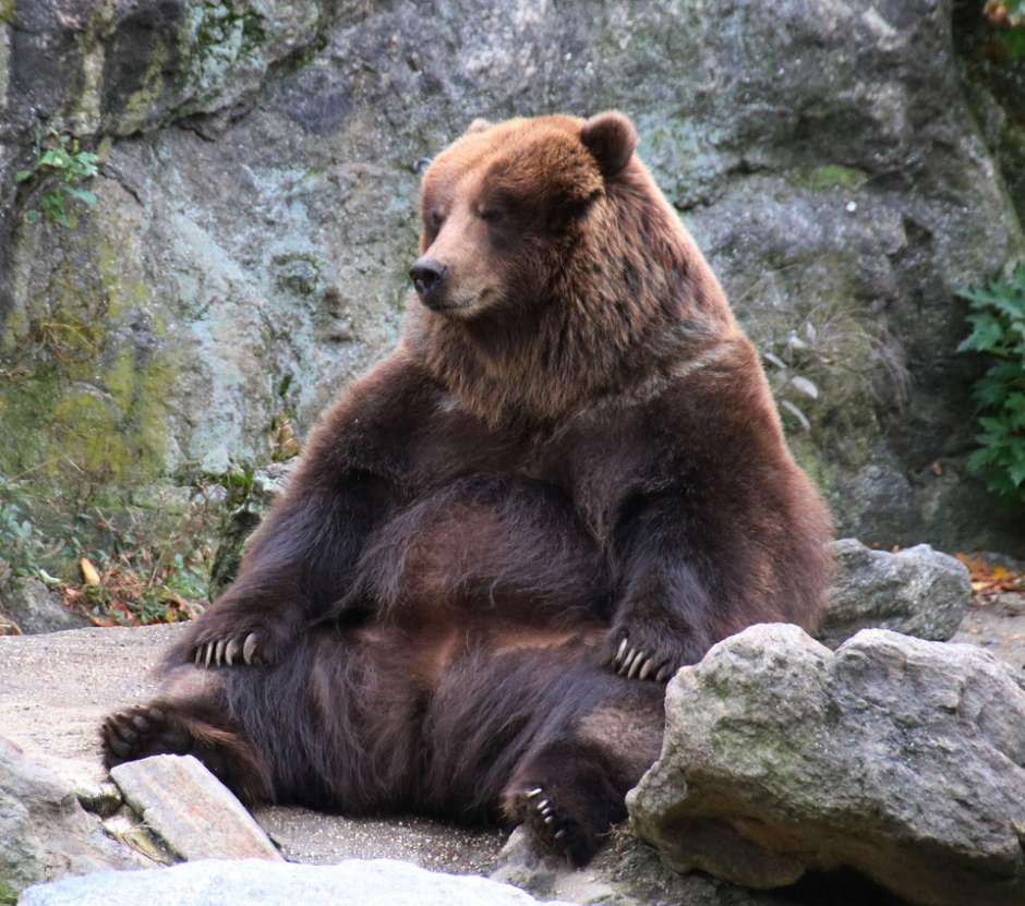 Медведь гиф