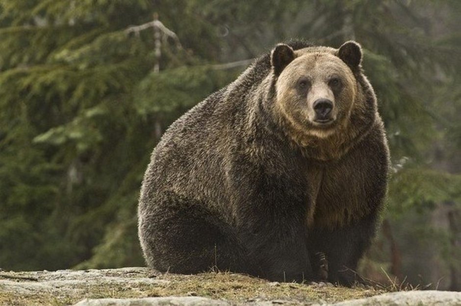 Спящий медведь