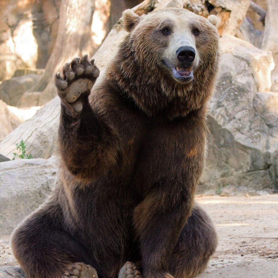 Очень толстый медведь