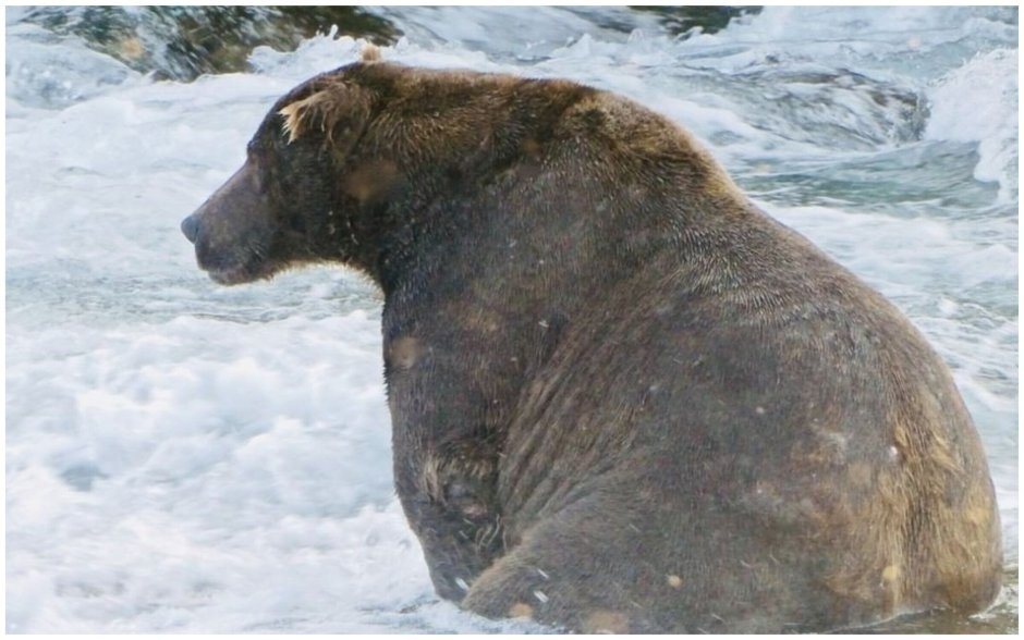 Медведь на аву