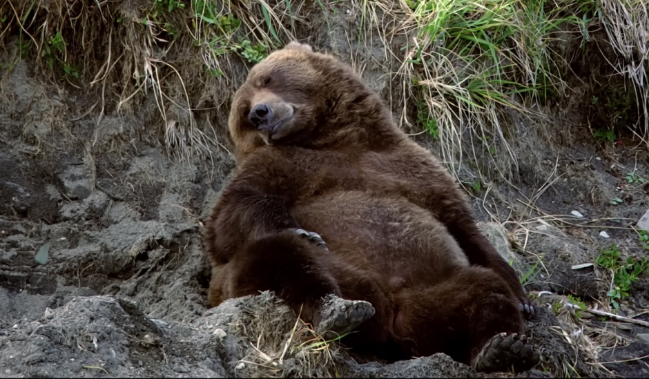 Висконсинский белый Гризли