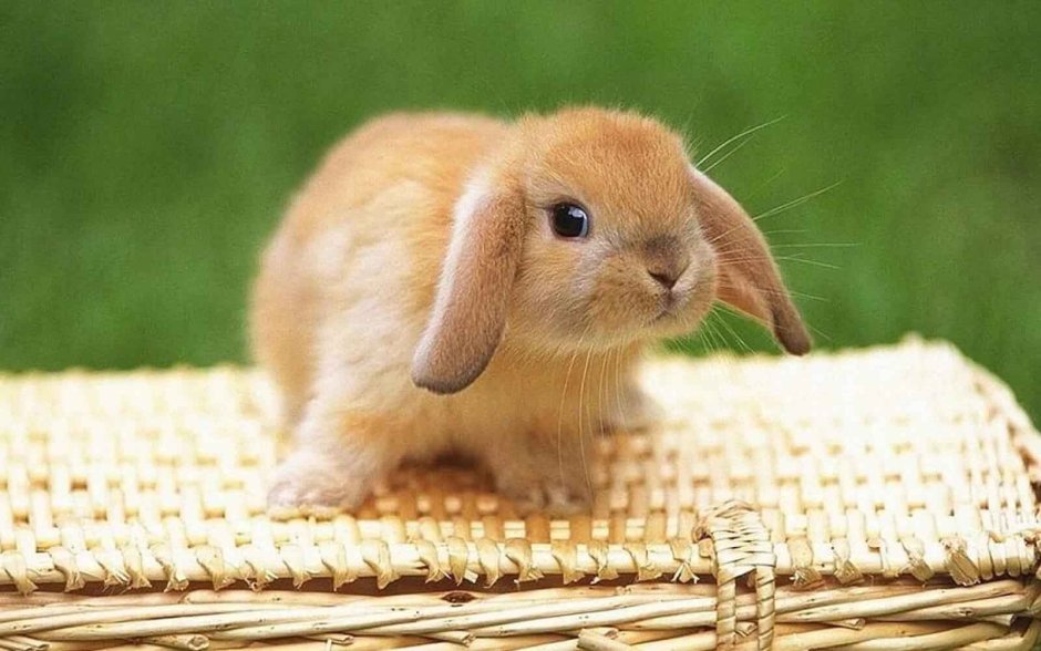 Холланд лоп (Holland lop)