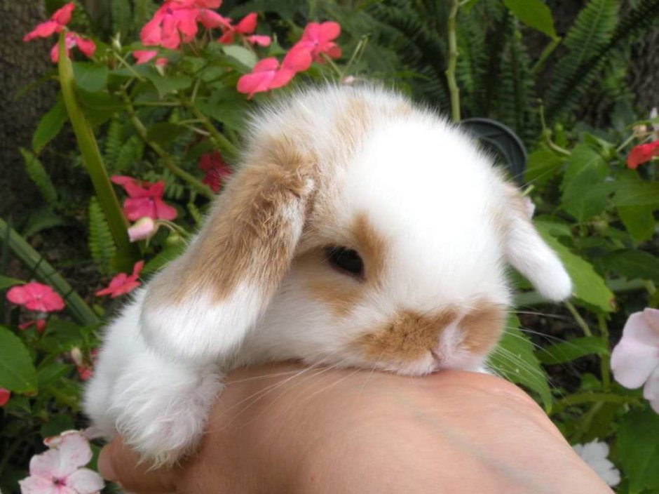 Голландский вислоухий кролик