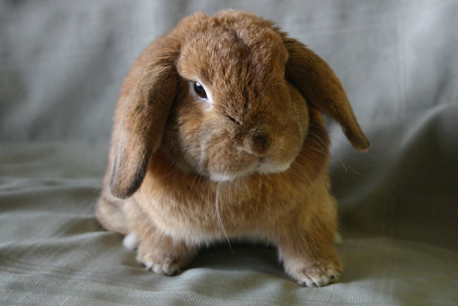 Mini lop кролик