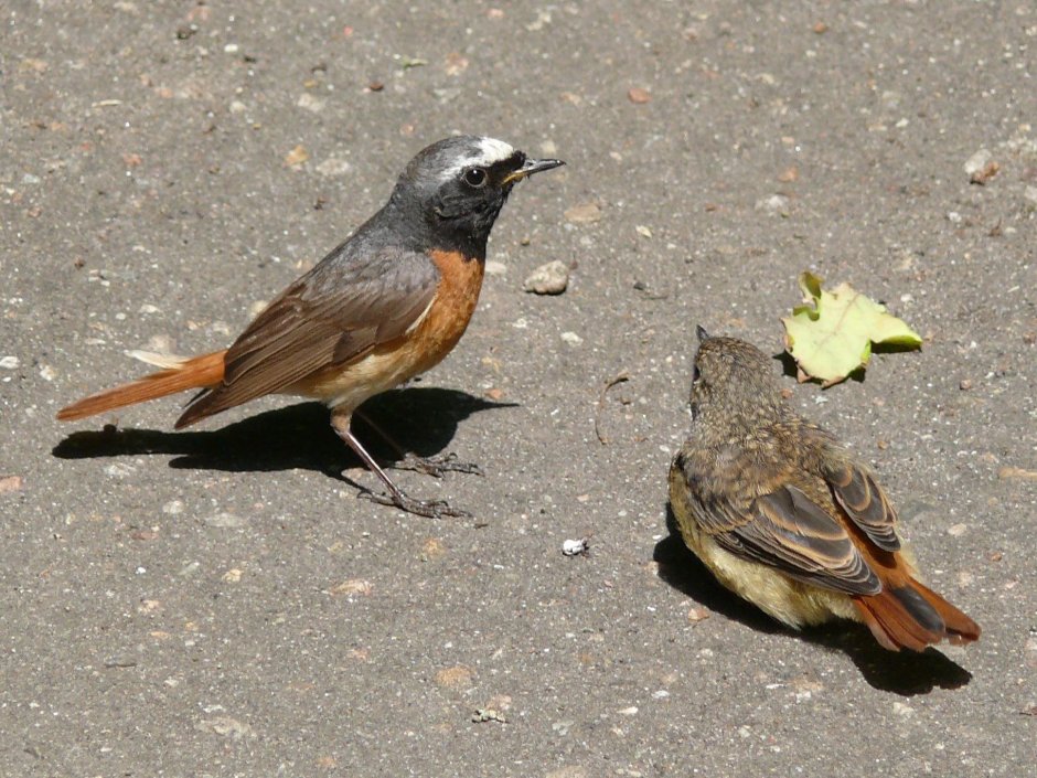 Garrulus lanceolatus гималайская Сойка