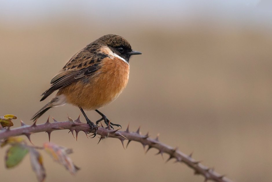 Крапивник обыкновенный (Troglodytes Troglodytes