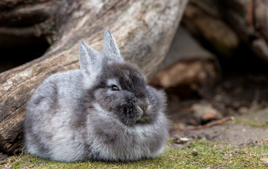 Голландский вислоухий кролик