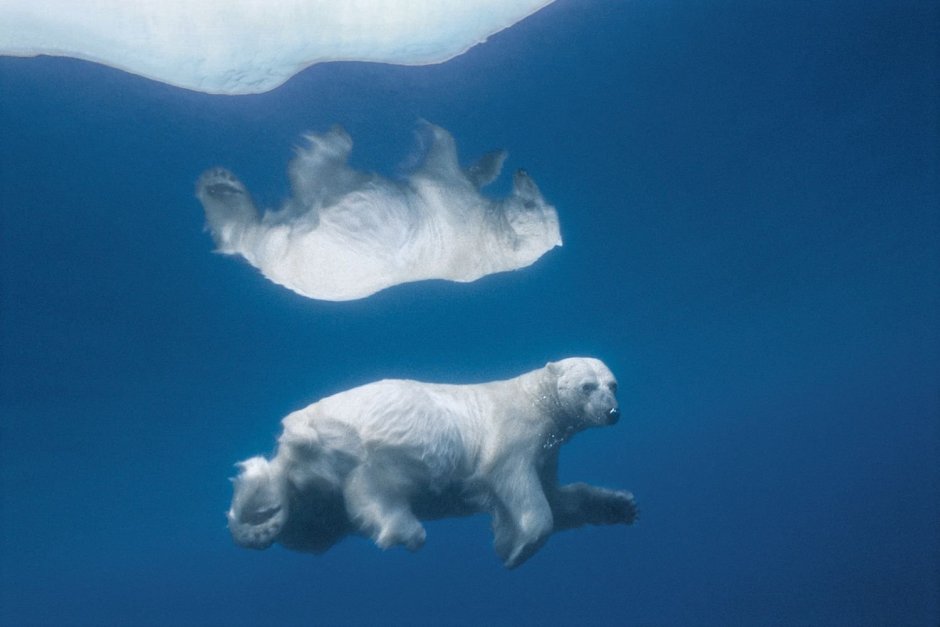 We bare Bears Ice Bear обои