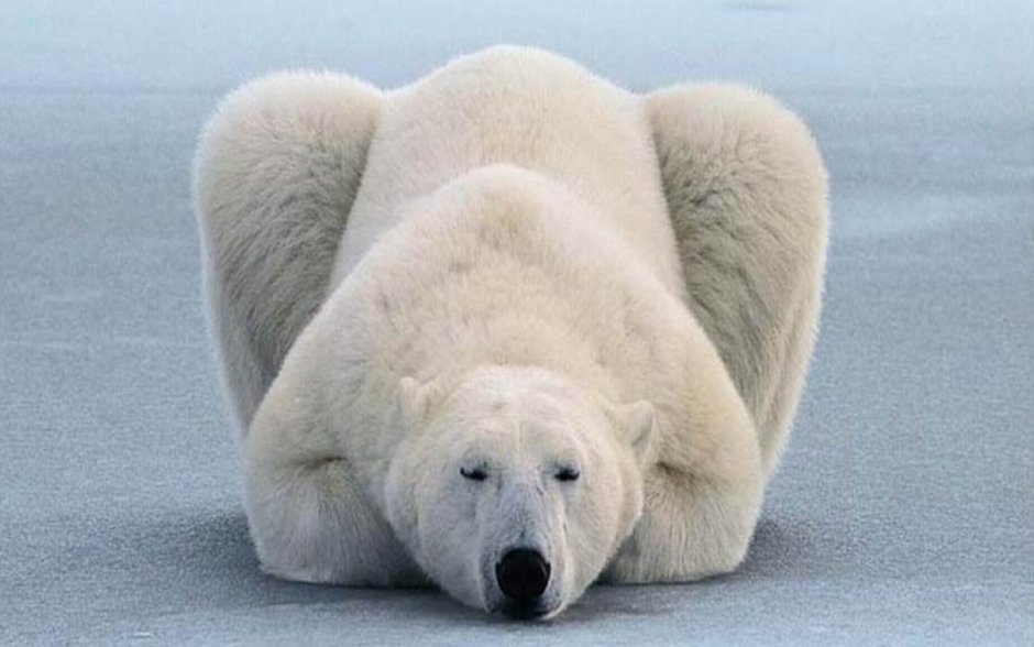 Белый медведь в Северной Америке