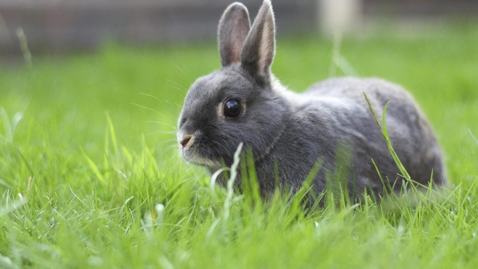 Blue Bunny