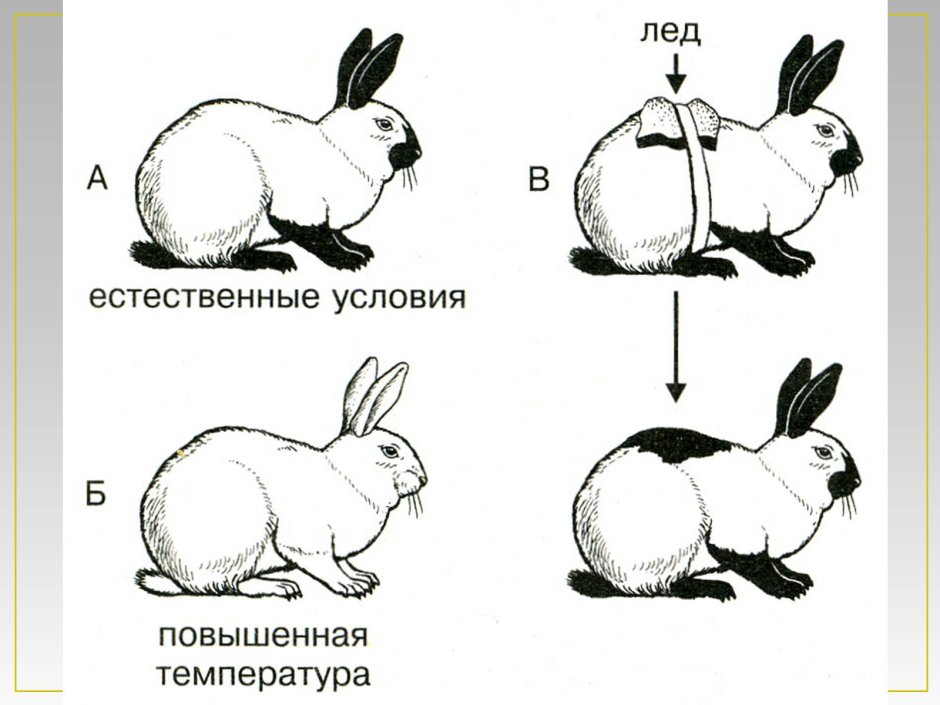 Мини вислоухий баран