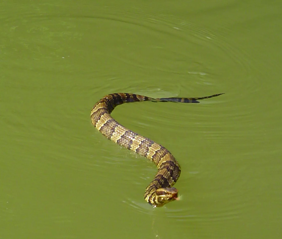 Водяная змейка. Водяной щитомордник. Щитомордник змея. Водяной щитомордник змея. Речной щитомордник.