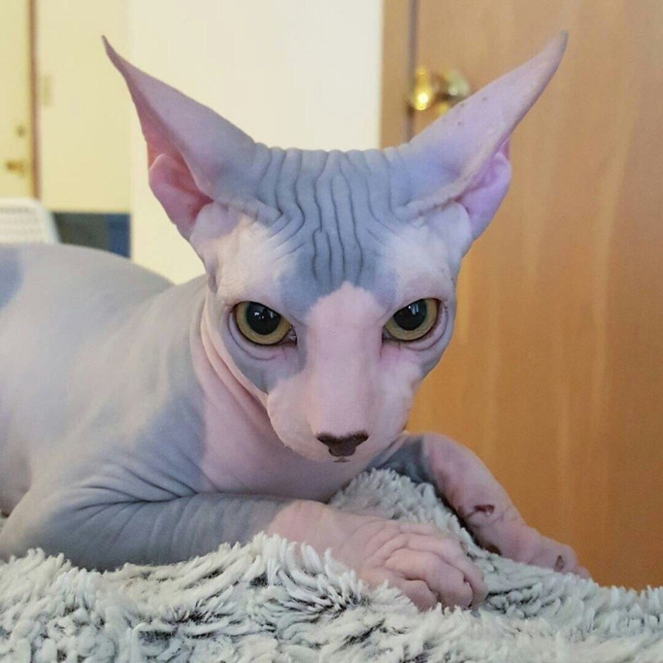 Лысый котенок сфинкс