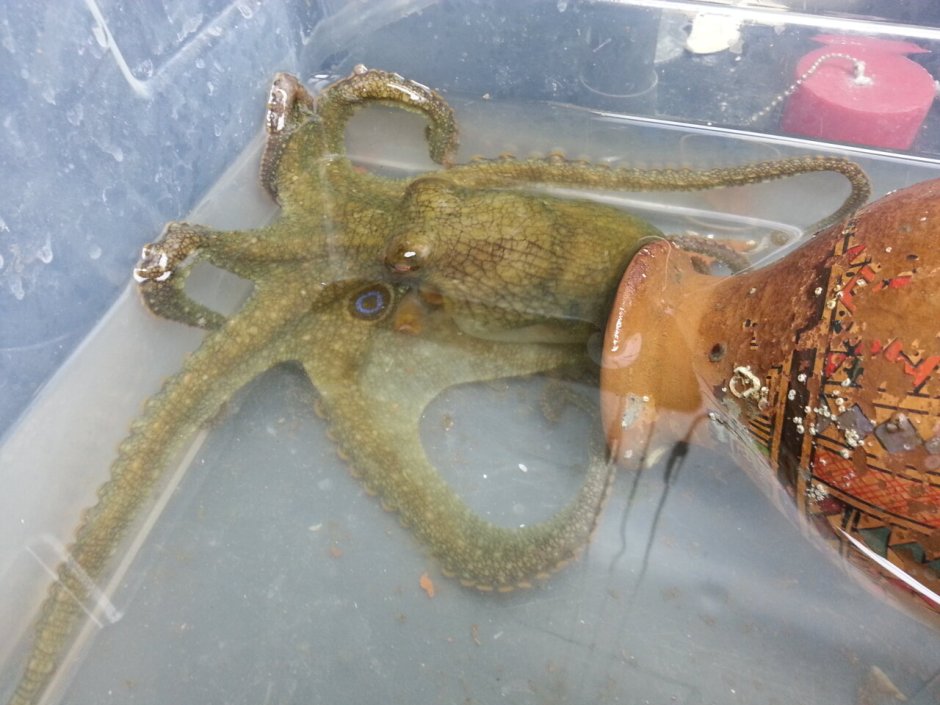 Живой осьминог в живой девушке. Octopus bimaculoides. Осьминог Octopus bimaculoides. Калифорнийский двупятнистый осьминог.