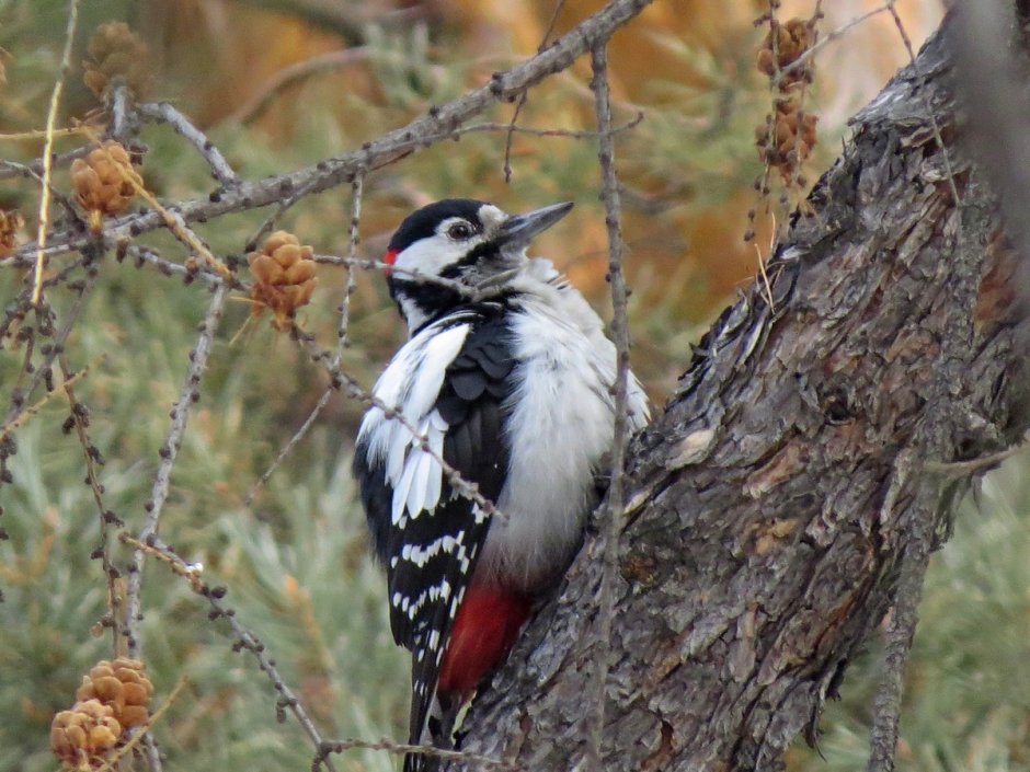 Белоспи́нный дя́тел Dendrocopos leucotos